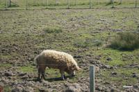 ungarisches Wolschwein  &ndash; &copy; Andreas Böcker (Eberhardt TRAVEL)