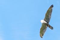 Falke  &ndash; &copy; Andreas Böcker (Eberhardt TRAVEL)