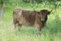 034-Highland-Rind &ndash; &copy; Dirk Schlosser (Eberhardt TRAVEL)