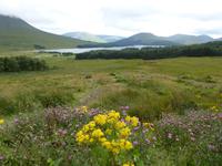 Rannoch Moor  &ndash; &copy; Claudia Bernhardt (Eberhardt TRAVEL)