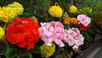 Botanischer Garten Glasgow 20180812 183038 &ndash; &copy; Marlies Thrum (Eberhardt TRAVEL)