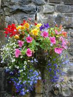 Blumenampel &ndash; &copy; Claudia Bernhardt (Eberhardt TRAVEL)