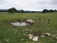 Leault Farm - Schaefer &ndash; &copy; Claudia Bernhardt (Eberhardt TRAVEL)