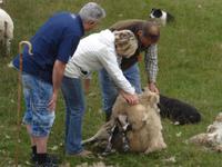 Kincraig Frau Mandler beim Schafscheren &ndash; &copy; Claudia Bernhardt (Eberhardt TRAVEL)