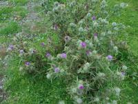 Distel - Wappenblume Schottlands &ndash; &copy; Dr. Michael Krause (Eberhardt TRAVEL)