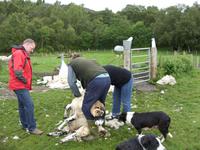Tag 6 - 1 - Besuch beim Schäfer Neil (6) &ndash; &copy; Sabine Heitzer (Eberhardt TRAVEL)