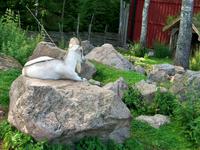 Im Elchpark &ndash; &copy; Steffen Mucke (Eberhardt TRAVEL)