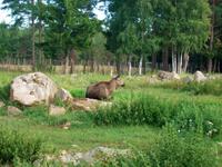 Im Elchpark  &ndash; &copy; Steffen Mucke (Eberhardt TRAVEL)