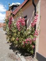 Ystad Südschweden &ndash; &copy; Ingrid Langer (Eberhardt TRAVEL)