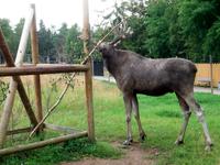 Im Elchpark &ndash; &copy; Steffen Mucke (Eberhardt TRAVEL)
