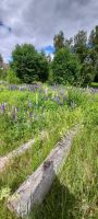 Langbron Lupinen &ndash; &copy; Ingrid Langer (Eberhardt TRAVEL)