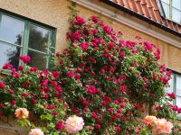 Visby: Rundgang &ndash; &copy; Inge Bily (Eberhardt TRAVEL)