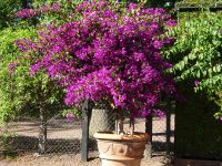 Am Schlosspark Solliden &ndash; &copy; Inge Bily (Eberhardt TRAVEL)