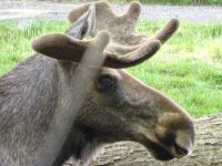 Stockholm: Freilichtmuseum Skansen &ndash; &copy; Inge Bily (Eberhardt TRAVEL)