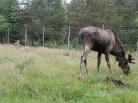 Grönäsens Älgpark &ndash; &copy; Ingrid Langer (Eberhardt TRAVEL)