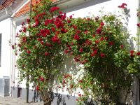 Visby: Rundgang &ndash; &copy; Inge Bily (Eberhardt TRAVEL)