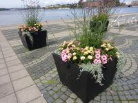 Stockholm: Rundfahrt/Rundgang: Blumen in der Stadt &ndash; &copy; Inge Bily (Eberhardt TRAVEL)