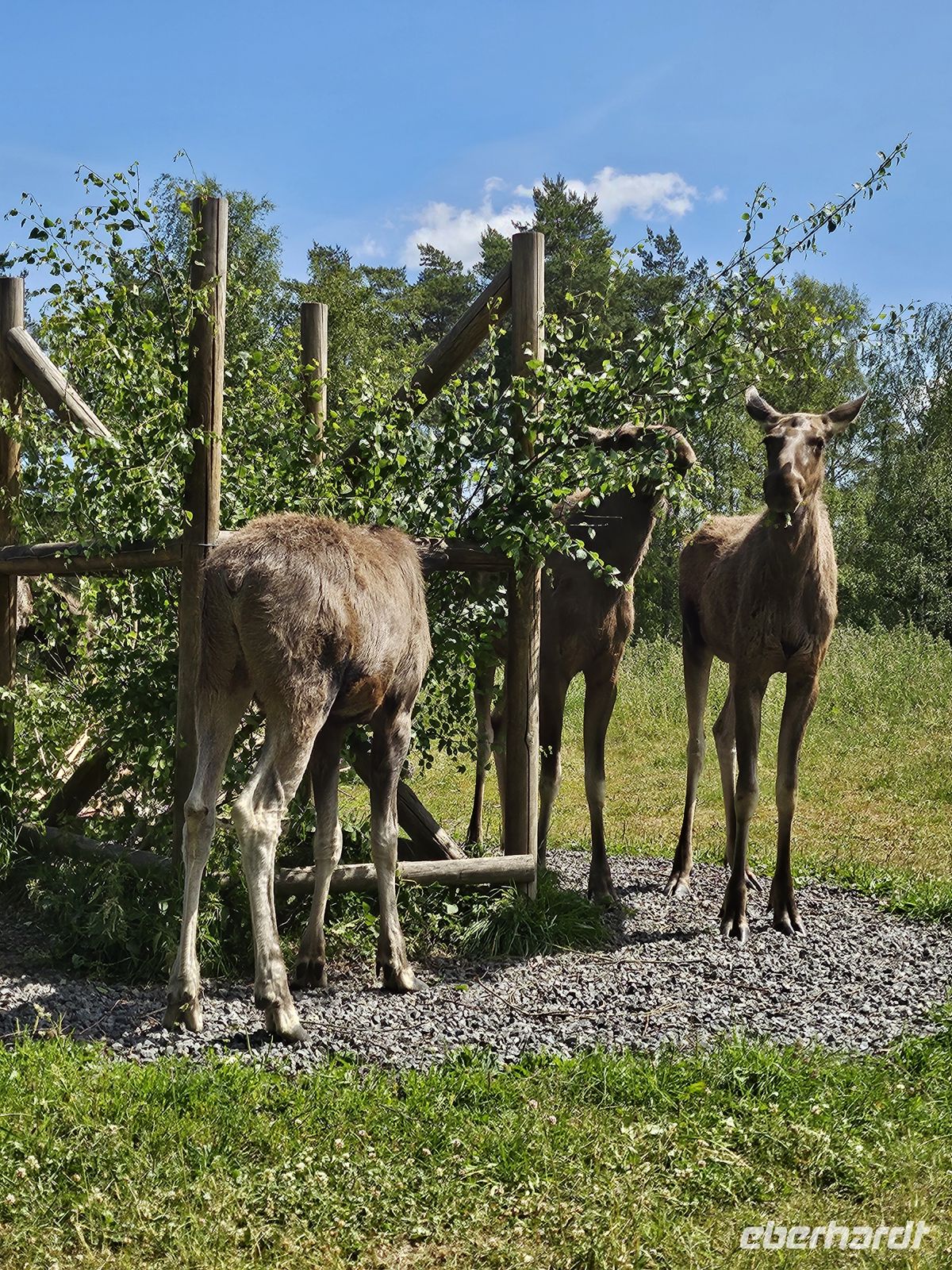 Besuch im Elchpark 2 &ndash; &copy; Mariele Legler (Eberhardt TRAVEL)
