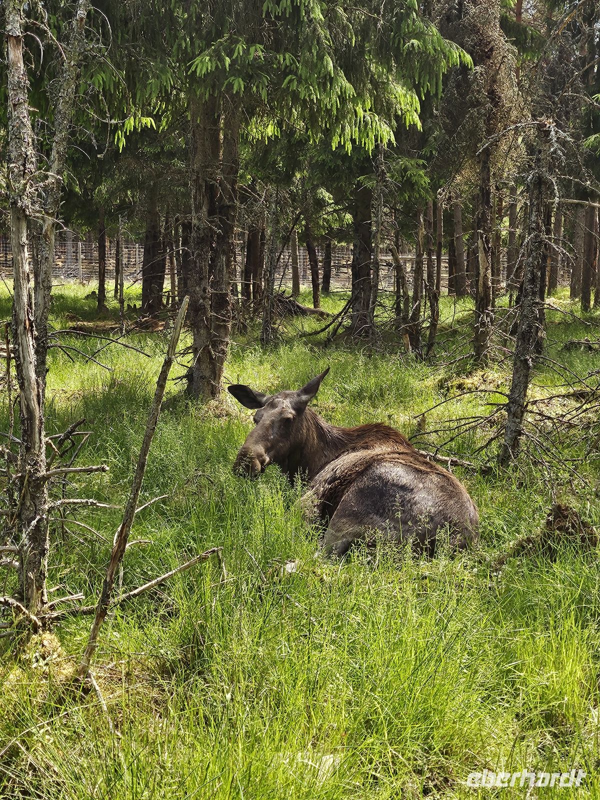 Besuch im Elchpark 3 &ndash; &copy; Mariele Legler (Eberhardt TRAVEL)