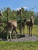 Besuch im Elchpark 2 &ndash; &copy; Mariele Legler (Eberhardt TRAVEL)
