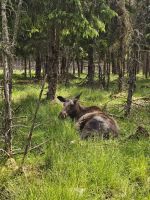 Besuch im Elchpark 3 &ndash; &copy; Mariele Legler (Eberhardt TRAVEL)