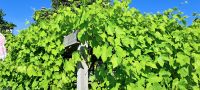 Weinanbaugebiet &ndash; &copy; Martin Büchner (Eberhardt TRAVEL)