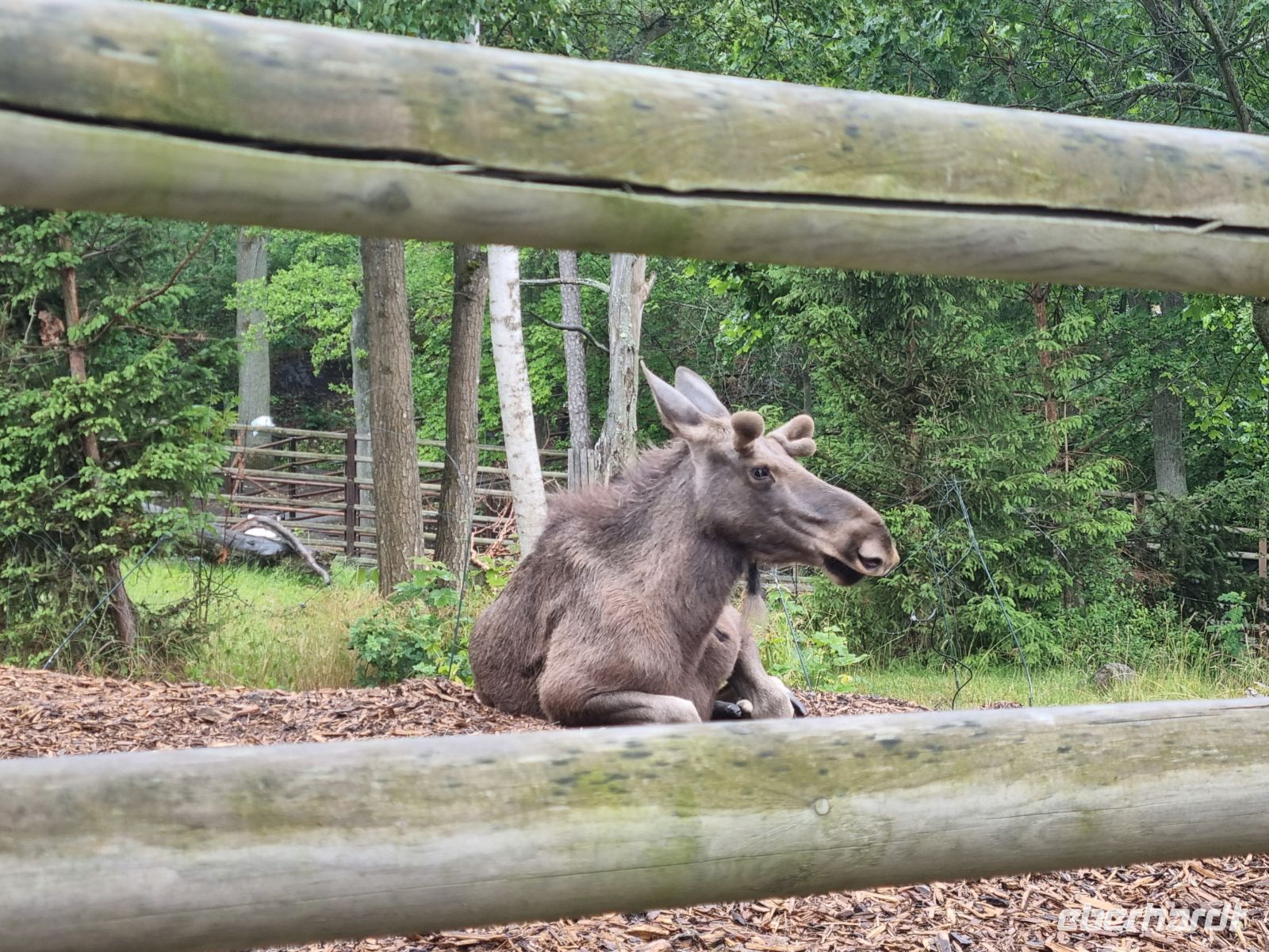 Freilichtmuseum Skansen - Tierpark mit Elch &ndash; &copy; Katrin Deutschbein (Eberhardt TRAVEL)