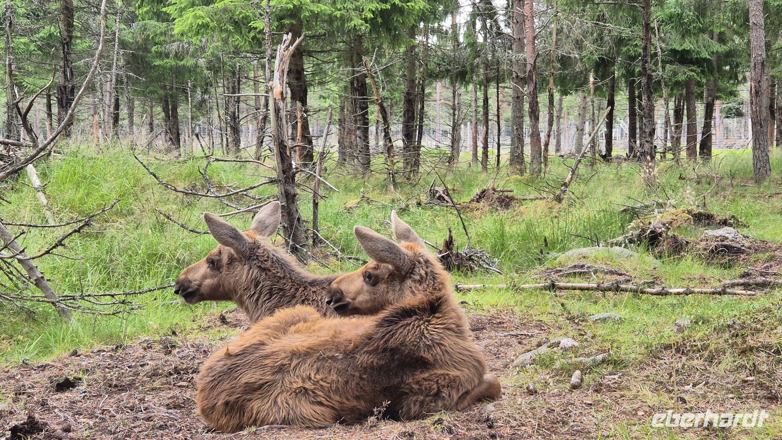 Grönåsens Elchpark &ndash; &copy; Sinah Witzig (Eberhardt TRAVEL)