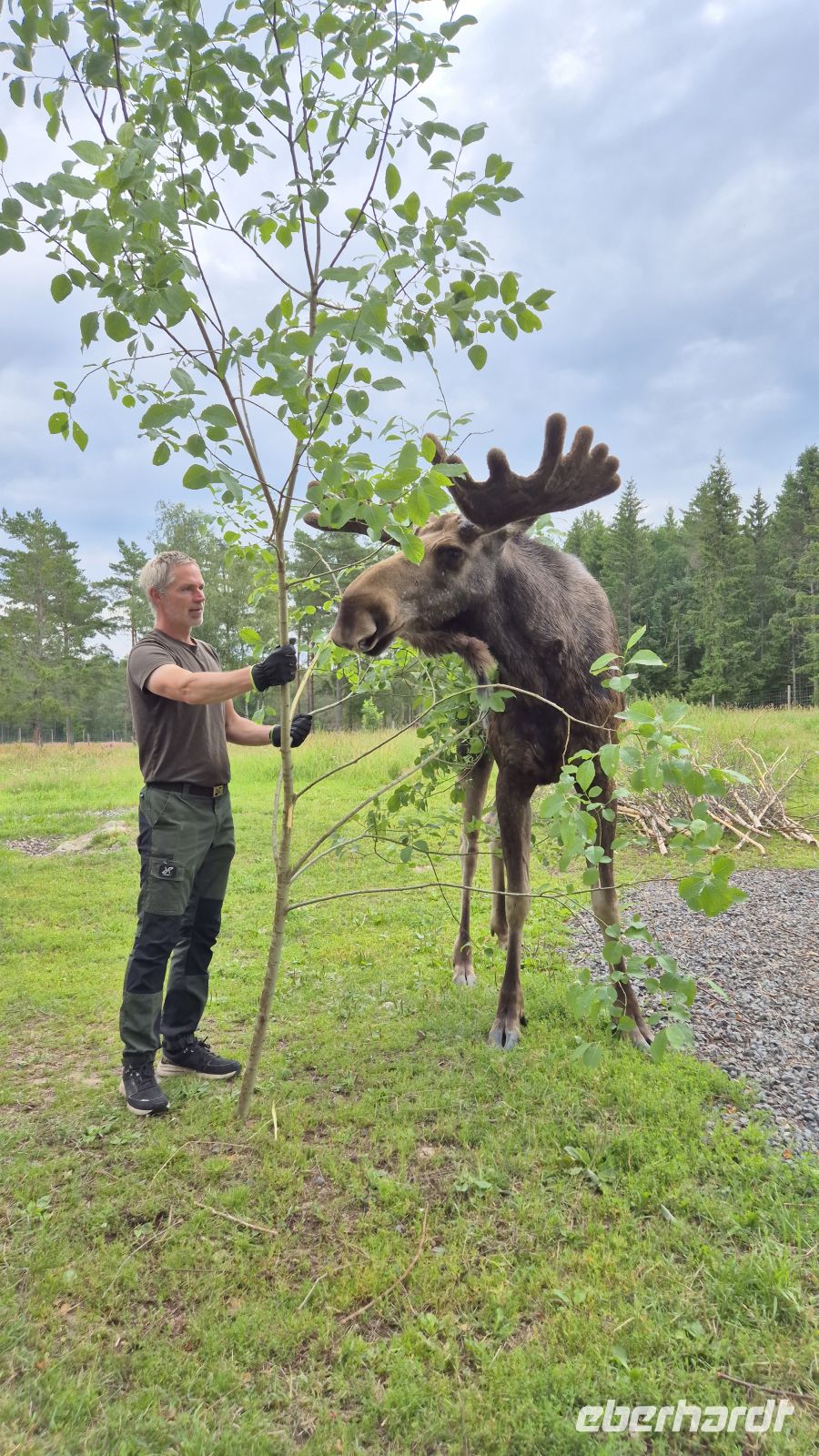 Grönåsens Elchpark &ndash; &copy; Sinah Witzig (Eberhardt TRAVEL)