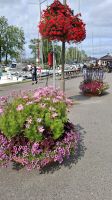 Blumengeschmücktes Ufer in Vadstena.jpg &ndash; &copy; Katja Haubold (Eberhardt TRAVEL)