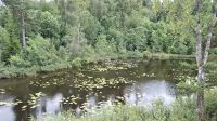 Seerosen neben dem Götakanal.jpg