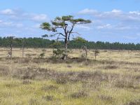Der Savannenbaum  &ndash; &copy; Heike Jack (Eberhardt TRAVEL)