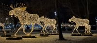 Unsere ersten Elche &ndash; &copy; Sylvia Führ (Eberhardt TRAVEL)