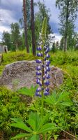 Lupine.jpg &ndash; &copy; Martin Büchner (Eberhardt TRAVEL)