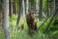 Luleå - Elchpark - Cape Wild &ndash; &copy; Martin Büchner (Eberhardt TRAVEL)