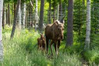 Luleå - Elchpark - Cape Wild &ndash; &copy; Martin Büchner (Eberhardt TRAVEL)
