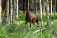 Luleå - Elchpark - Cape Wild &ndash; &copy; Martin Büchner (Eberhardt TRAVEL)