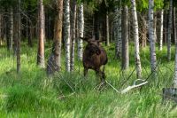 Luleå - Elchpark - Cape Wild &ndash; &copy; Martin Büchner (Eberhardt TRAVEL)