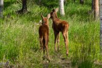 Luleå - Elchpark - Cape Wild &ndash; &copy; Martin Büchner (Eberhardt TRAVEL)