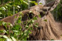 Luleå - Elchpark - Cape Wild &ndash; &copy; Martin Büchner (Eberhardt TRAVEL)