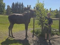 2026_Radreise_Schweden: Im Elchpark &ndash; &copy; Dieter Braune (Eberhardt TRAVEL)