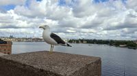 Städtereise Stockholm - Blick von Fjällgatan &ndash; &copy; Franziska Bergmann (Eberhardt TRAVEL)