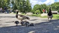 Städtereise Stockholm - Freilichtmuseum Skansen &ndash; &copy; Franziska Bergmann (Eberhardt TRAVEL)