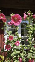 Skansen Freilichtmuseum Stockholm  &ndash; &copy; Beate Klingebiel (Eberhardt TRAVEL)