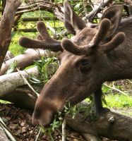Elch Skansen Freilichtmuseum Stockholm 