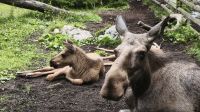 Skansen Freilichtmuseum Stockholm  &ndash; &copy; Beate Klingebiel (Eberhardt TRAVEL)
