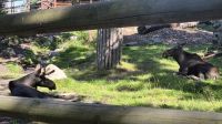 Skansen &ndash; &copy; Sinah Witzig (Eberhardt TRAVEL)