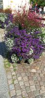 Bummel in Vaxholm &ndash; &copy; Inge Bily (Eberhardt TRAVEL)