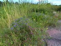 Blumeninsel Eckerö &ndash; &copy; Peter Rudolph (Eberhardt TRAVEL)