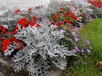 Stavangers Blumen